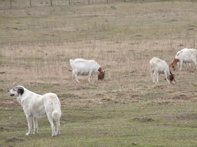 047-Dog & Goats.jpg
